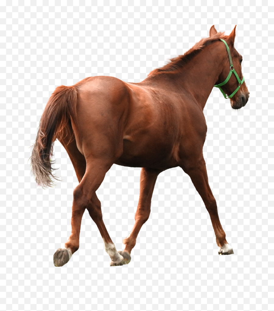 Horse Free Animal Nature Brown Ride Manehorse Free - Halter Emoji,Horse Emotions