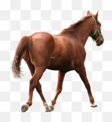Horse Free Animal Nature Brown Ride Manehorse Free - Halter Emoji,Horse Emotions