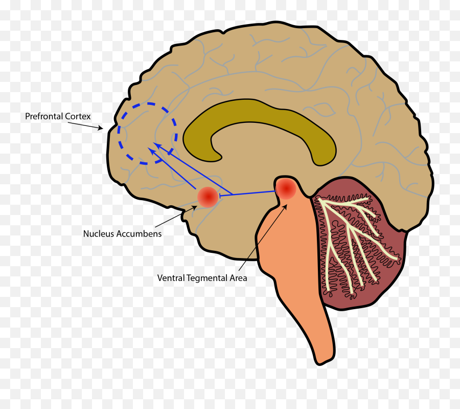 Addiction U2013 A New Years Resolution Staple U2013 Nocisci - Brain Emoji,Emotions Chemicals In The Brain