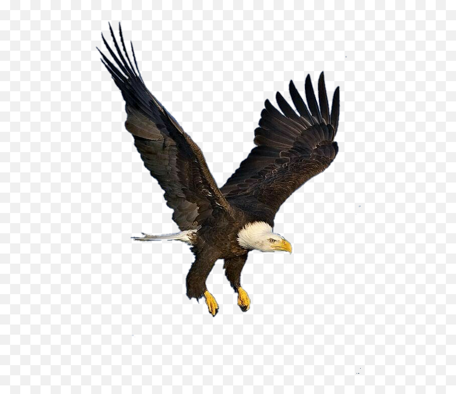 Eagle Sticker - Bald Eagle Emoji,Eagle Emoji