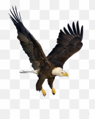 Eagle Sticker - Bald Eagle Emoji,Eagle Emoji