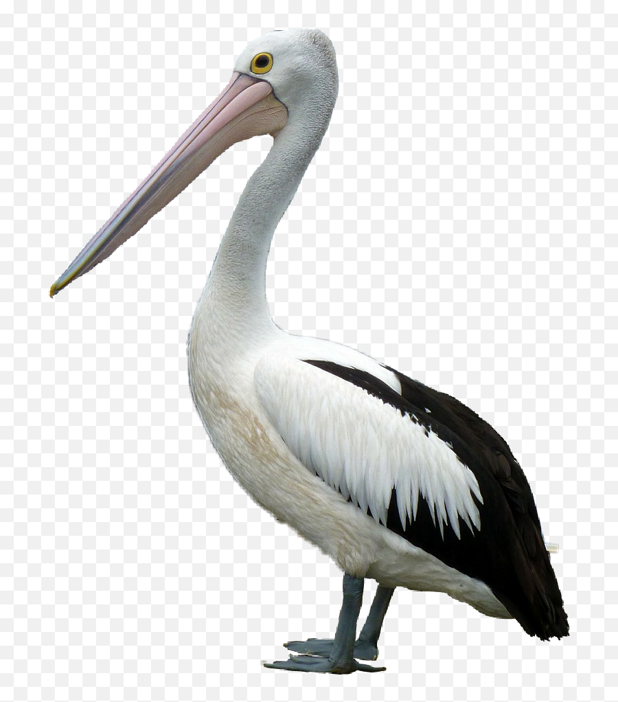 Pelican Sticker - Long Emoji,Pelican Emoji