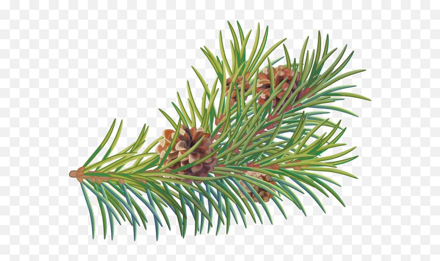 Pine Tree Branch Png Transparent Image - Juniper Emoji,Pine Needles Emoji