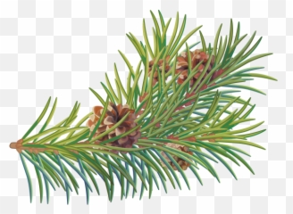 Pine Tree Branch Png Transparent Image - Juniper Emoji,Pine Needles Emoji