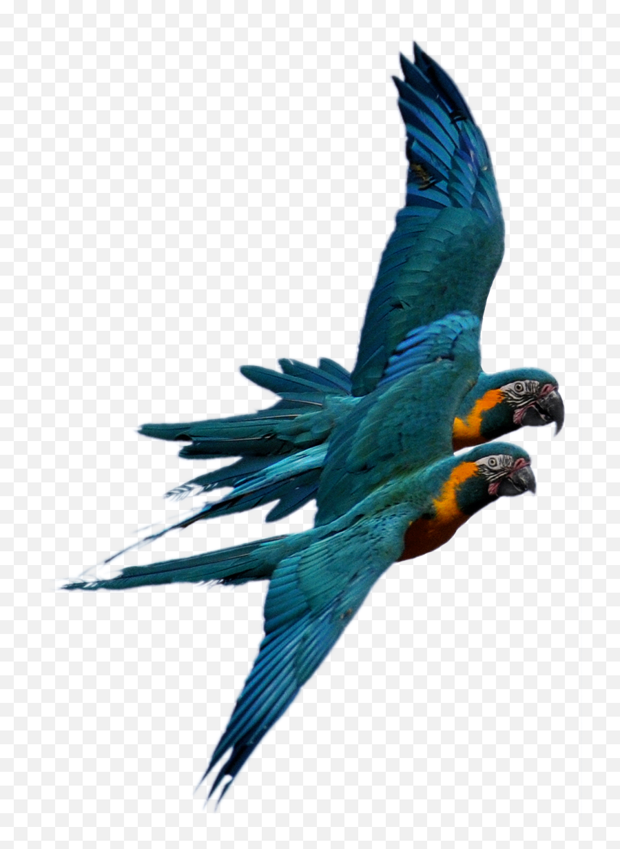 Selecting The Species To Fly - Parrots Emoji,African Grey Parrot Reading Emotions