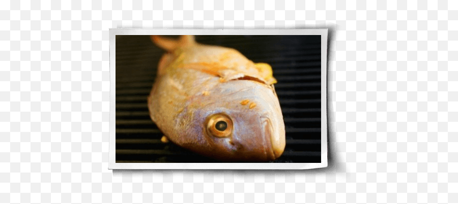 Do Fish Feel Pain - Fish Products Emoji,Fish Emotions