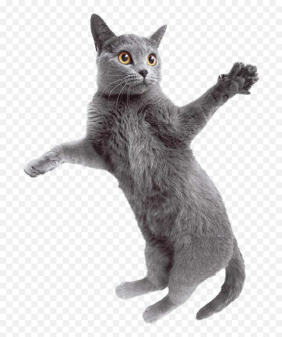 Go Cat Go U2013 Cat Problems Solved Emoji,Dancing Russian Emoji