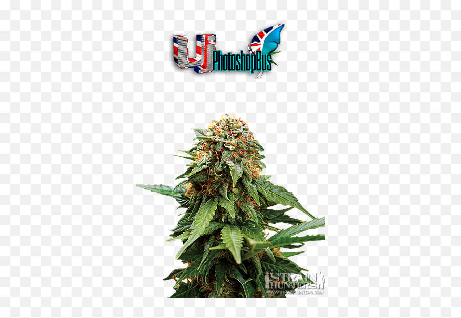 Uju0027s Plant Renders - Strain Hunters Forum Tangerine Dream Cannabis Emoji,Weed Plant Emoji