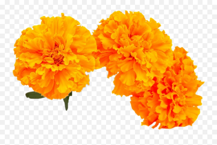 The Most Edited Cempazuchitl Picsart - Marigold Flower Emoji,Emoji Label Templete