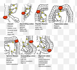 Language Emoji,Emotions Of The Splenic Flexure