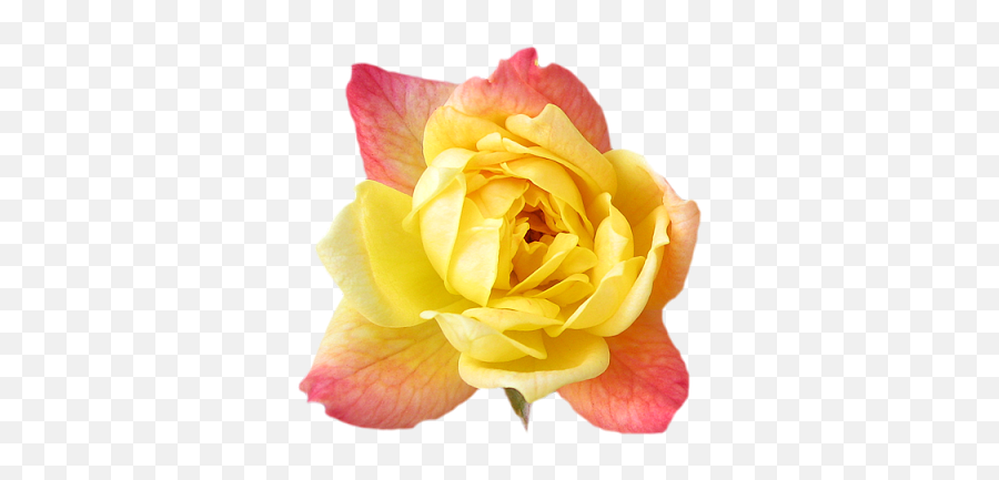 Download Pink And Yellow Flowers Png Png U0026 Gif Base - Yellow Pink Rose Png Emoji,Yellow Rose Emoticon