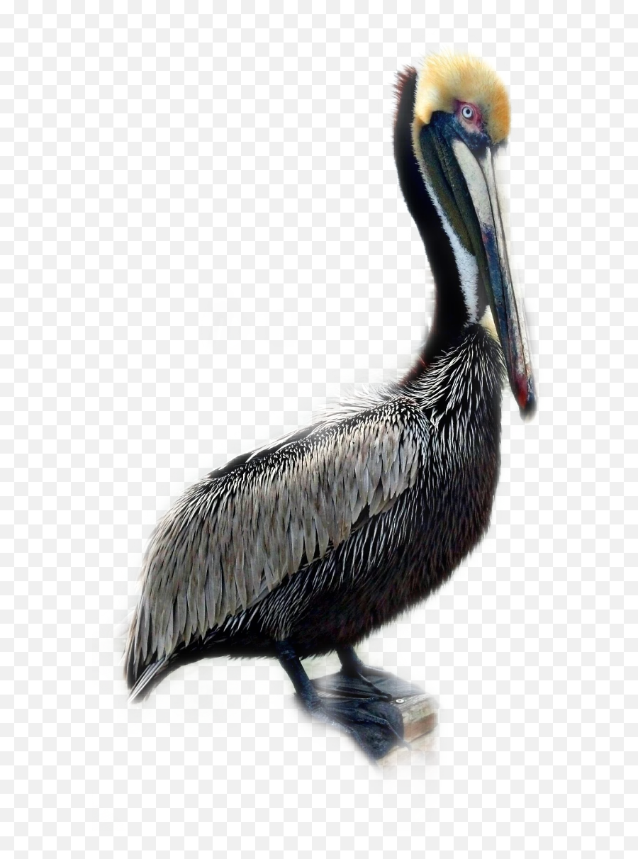 Pelican Bird Sticker - Brown Pelican Emoji,Pelican Emoji