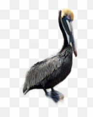 Pelican Bird Sticker - Brown Pelican Emoji,Pelican Emoji