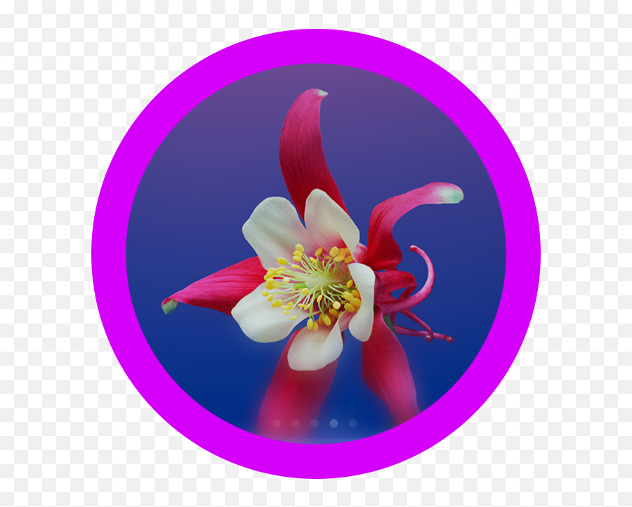 The Most Edited - Aquilegia Hd Emoji,Emojis Columbine