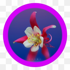 The Most Edited - Aquilegia Hd Emoji,Emojis Columbine