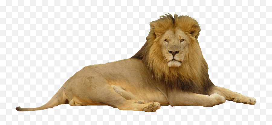 Png Images Lion - Lion White Background Hd Emoji,Lions Mastering Emotions