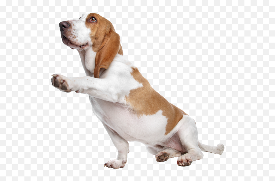 Patriot K - Basset Hound Emoji,Dog Ear Emotions\