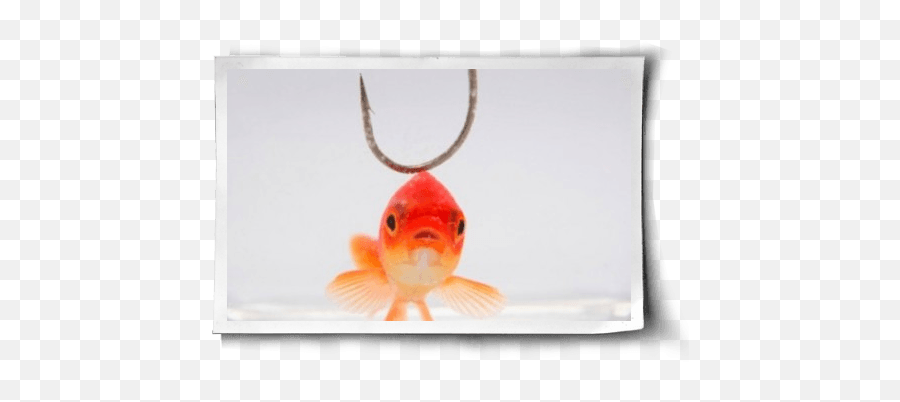 Do Fish Feel Pain - Goldfish Emoji,Fish Emotions