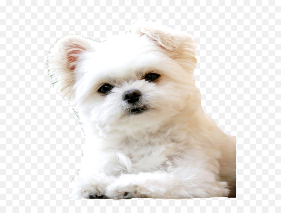 Dog - Maltaczyk May Biay Piesek Emoji,Pet Emoji Psd