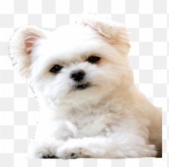 Dog - Maltaczyk May Biay Piesek Emoji,Pet Emoji Psd