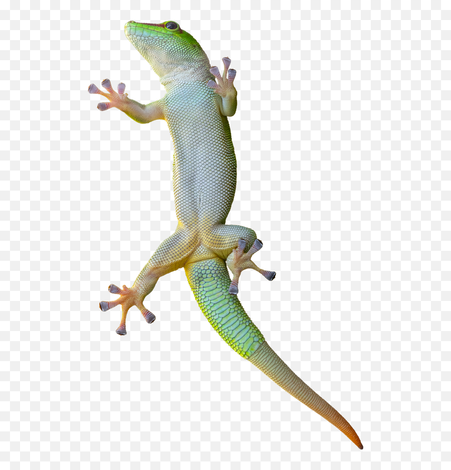 Centro Veterinário Midas Dog Pet Shop U2022 Pet Care - Green Gecko Pet Emoji,Emoticons Fezes