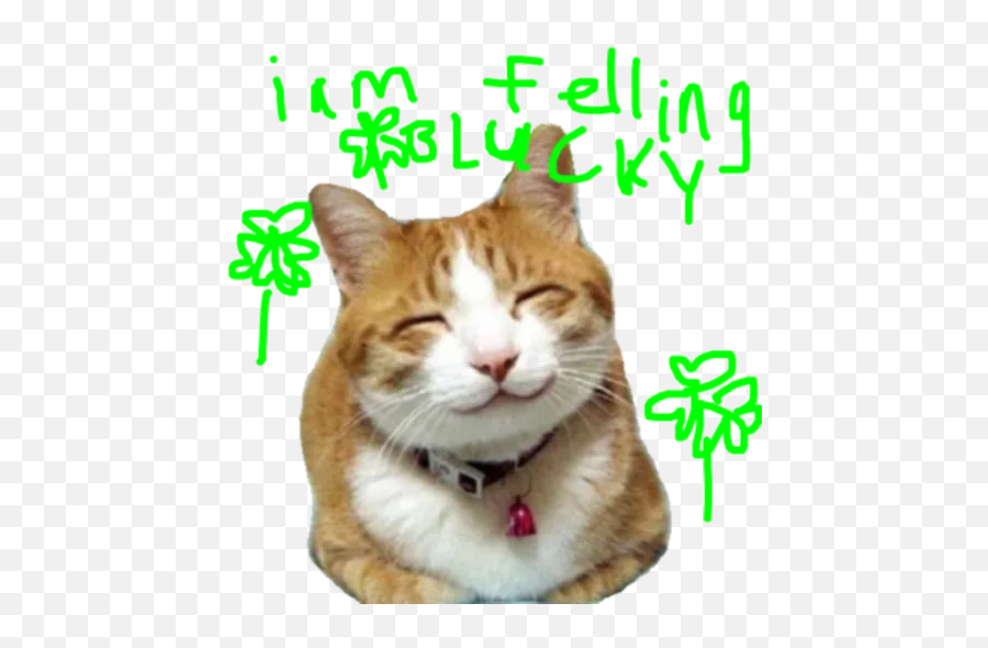 Kitten Expresions By Nyaw - Sticker Maker For Whatsapp Emoji,Kettens?ge Emoji Whatsapp