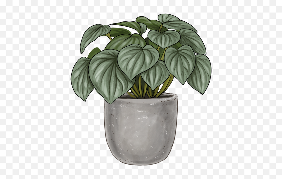 Peperomia Frost Pet Friendly Indoor Plant Lively Root Emoji,Potted Planet Emoji