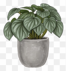 Peperomia Frost Pet Friendly Indoor Plant Lively Root Emoji,Potted Planet Emoji