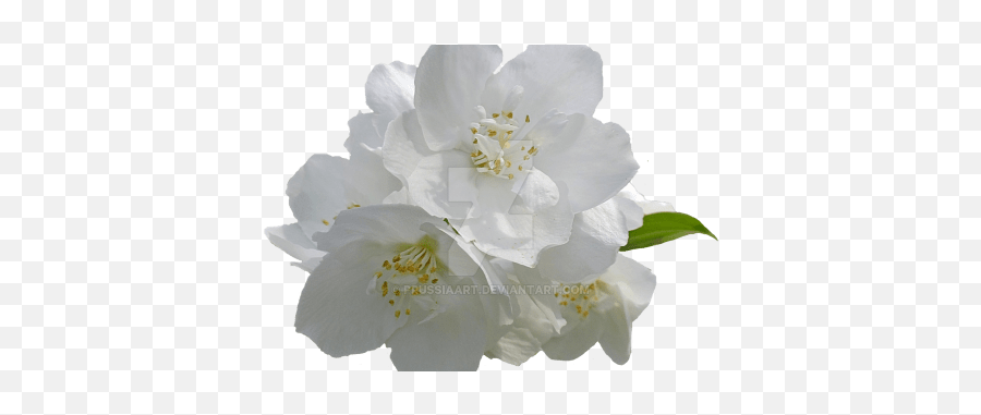 Jasmine Flower Png Jasmine Flower Png - Mogra Flower Image In Png Emoji,Boquet Emoji