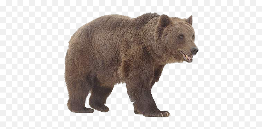 Bear Png Png Mart Emoji,Grizzly Bear Emojis