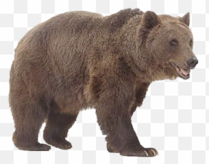 Bear Png Png Mart Emoji,Grizzly Bear Emojis