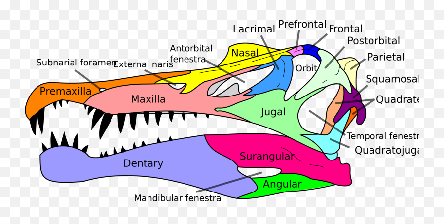Theropod Teeth Morphology - Kem Kem Basin General Fossil Spinosaurus Diagram Emoji,Tooth Emoji Android