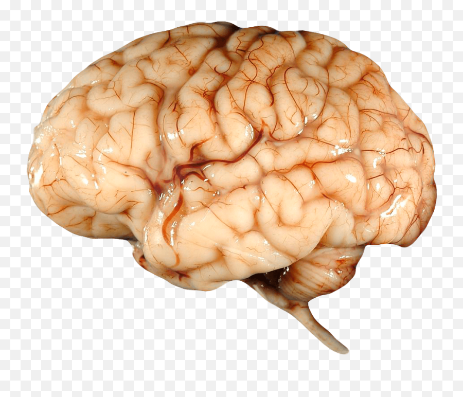 Real Brain Pnglib U2013 Free Png Library - Real Human Brain Png Emoji,Hitler Salute Emoji