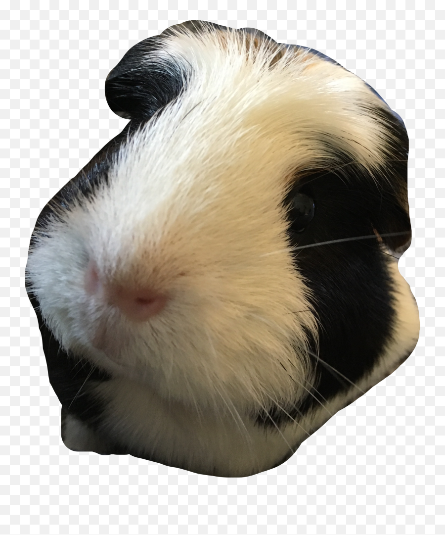 Guinea Pig Stickers - Soft Emoji,Guinea Pig Emoji
