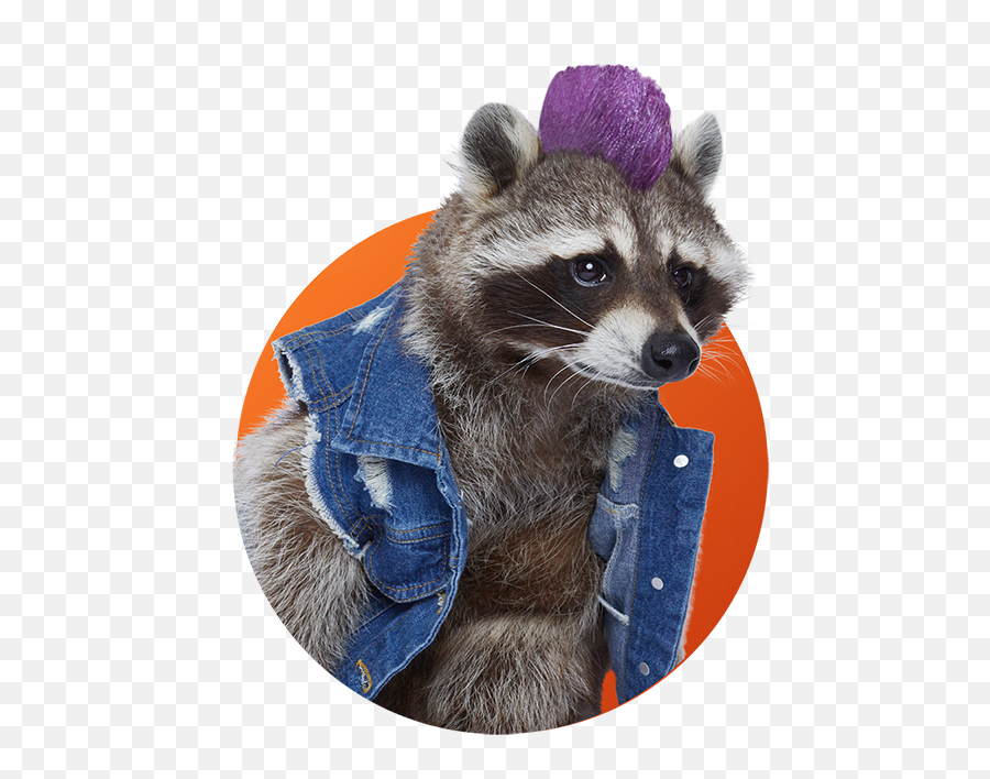 Precious Metale - Raccoon Emoji,Raccoon Emoticon Text