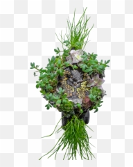 A With The Provocative - H Moser Cie Nature Watch Emoji,Wildstar Perpetual Emotion