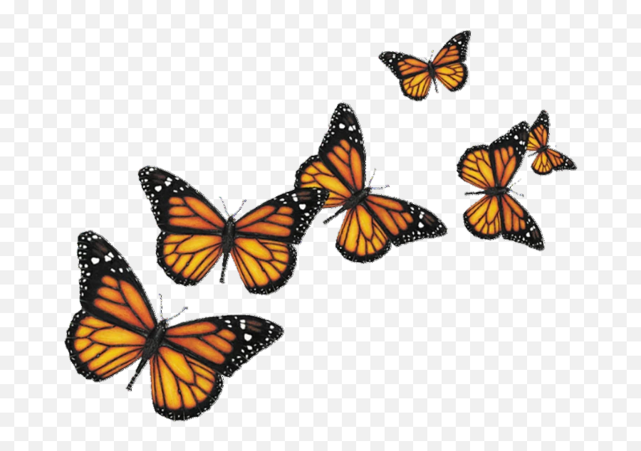 Mu200bou200bnu200bau200bru200bcu200bhu200b U200beu200bmu200bou200bju200bi - Zonealarm Results Transparent Background Butterflies Png Emoji,Where To Find Butterfly Emojis