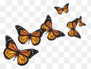 Mu200bou200bnu200bau200bru200bcu200bhu200b U200beu200bmu200bou200bju200bi - Zonealarm Results Transparent Background Butterflies Png Emoji,Where To Find Butterfly Emojis