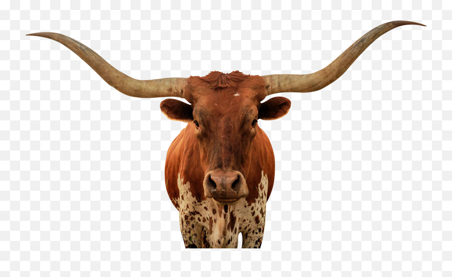 Free Longhorn Head Silhouette Download - Longhorn Bull Png Emoji,Longhorn Cattle Emoji Sign