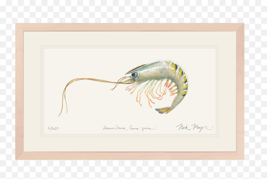 Shrimp Watercolor Prints Set Of 4 Art - Shrimp Painting Emoji,Shrimp Emojis