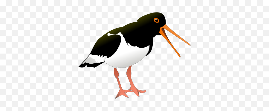 Oyster Catcher Bird Png Svg Clip Art For Web - Download Emoji,Oysters Emoji