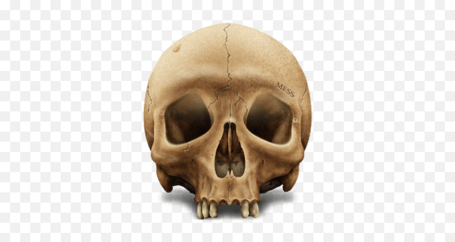 Brown Skull Transparent Png - Stickpng Skull Icon Ico Emoji,Skull Emoji