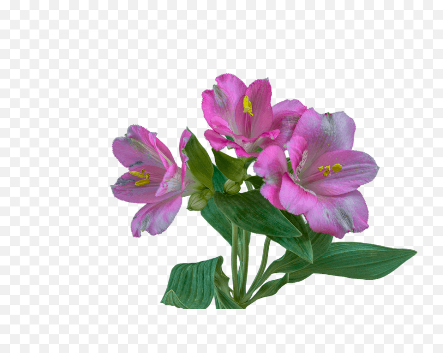 Meaning Of Flowers - Alstroemeria Transparent Emoji,Deep Emotion Rose Bouquet Ftd