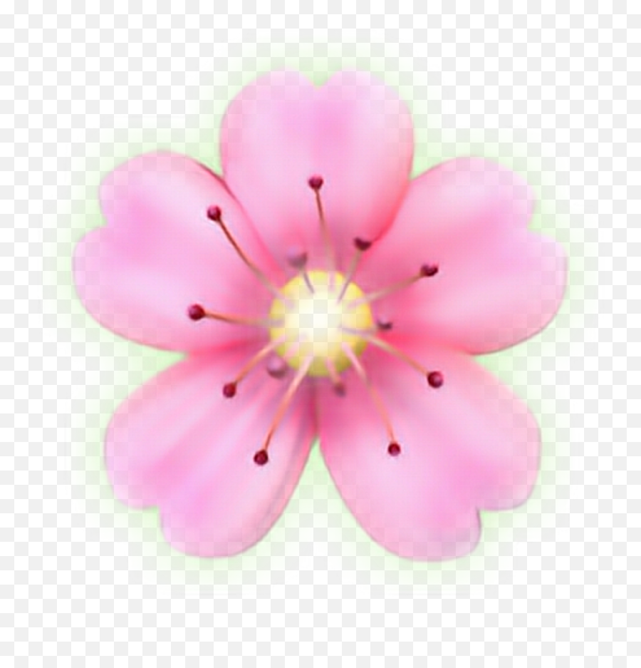 Flower Emoji Png Flower Emoji Png,Cherry Blossom Emoji
