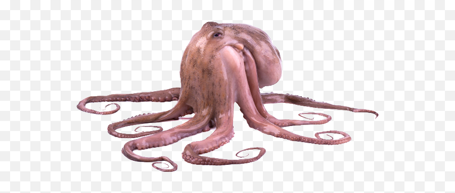 Octopuses - Google Images Octopus Emoji,Octopus Changing Color To Match Emotion