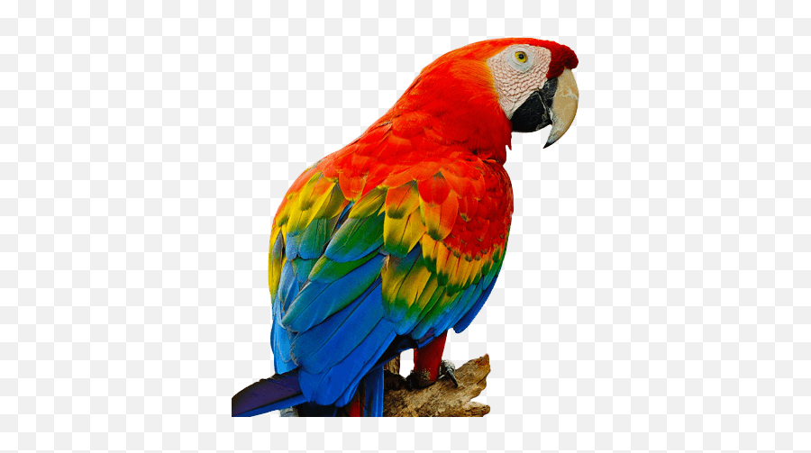 Buy Macaw Online - Red Parrot In Png Emoji,African Grey Parrot Reading Emotions