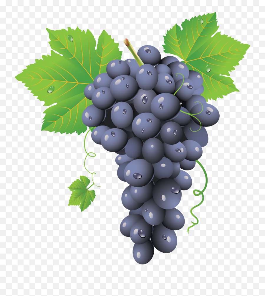 Grape Wikipedia - Grape Png Emoji,Grape Emoji