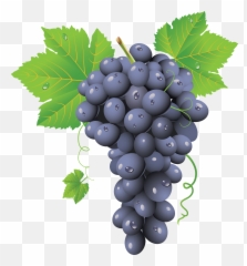 Grape Wikipedia - Grape Png Emoji,Grape Emoji