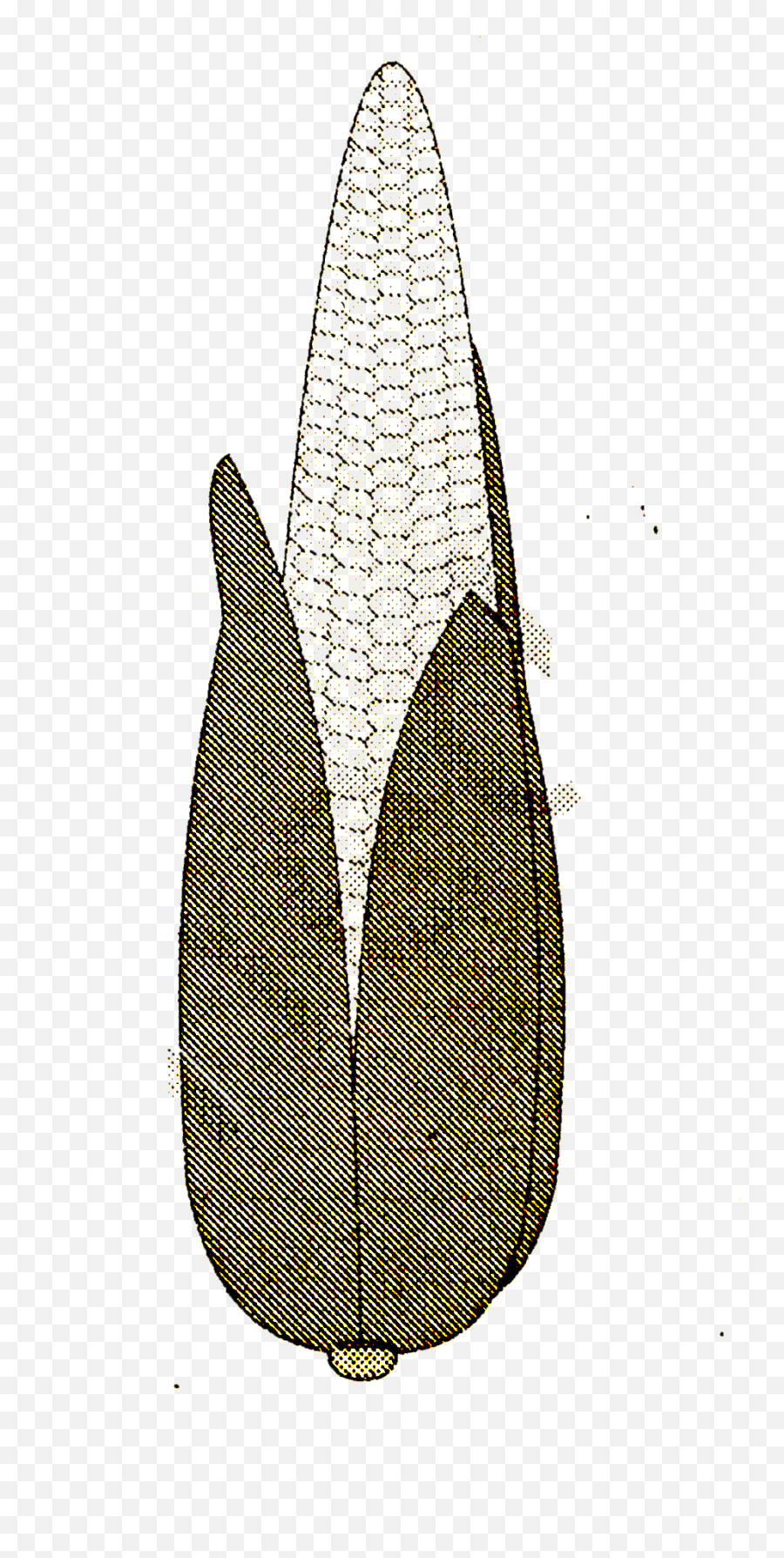 A Corn Cob See In Figure Shaped Somewhat Like A Cone Has Th - Dot Emoji,Corn Cob Emoji Shirt