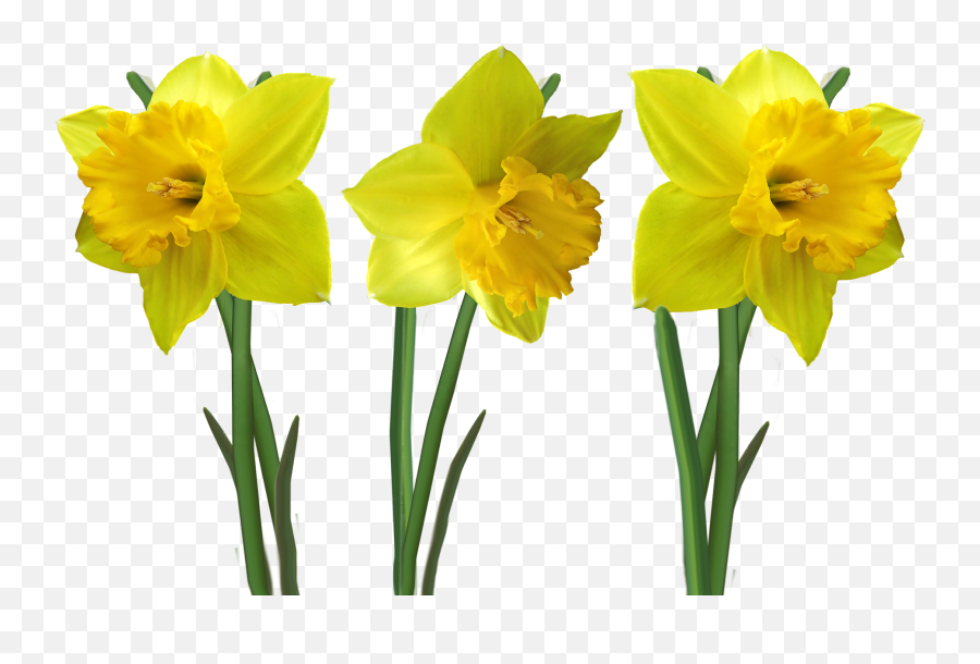 Flowers Stems Daffodils Yellow Cut - Flowers With Stems Emoji,Daffodil Pink Emotion